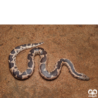 گونه مار بوآی شنی باریک Slender Sand Boa